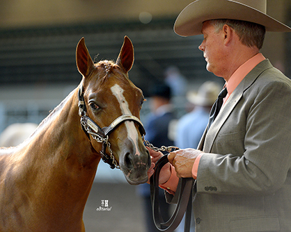 New Amateur Progeny Rewards Program Coming to Breeders’ Halter Futurity in the New Year