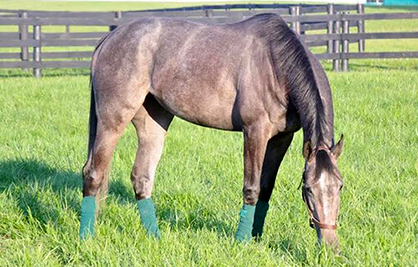 Return From Potomac Horse Fever Diagnosis to the Winner’s Circle