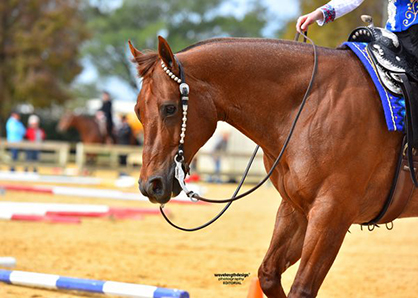 Florida Gold Coast Quarter Horse Show Returns to Tampa, Dec. 28-31