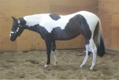 Batt Love is 2016 Farnam Breeders’ Trust High Seller at APHA World