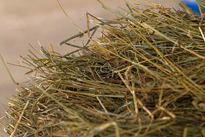 Six Signs of Good Quality Horse Hay