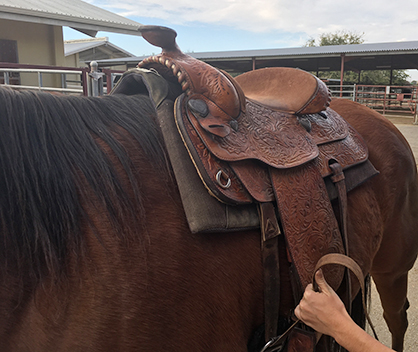 Saddle Fit: an Important Aspect of Equine Performance