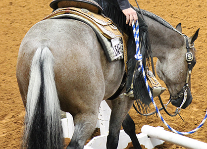 $8,500 Added to Trail Classes at 2017 Little Futurity!