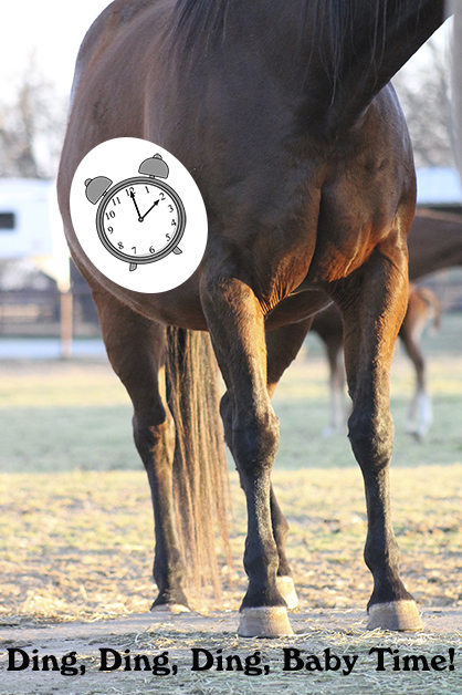 Predicting the Time of Foaling