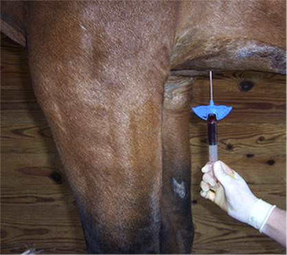 Using Cell-Based Therapies to Treat Cartilage Damage in Horses
