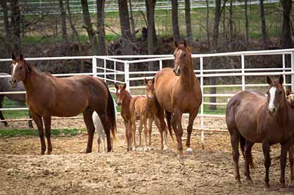 Broodmare Nutrition During Late Gestation