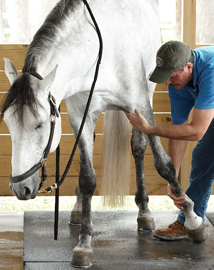 Using the Principle of Non-Resistance in Equine Bodywork