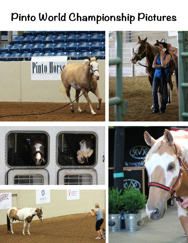 Move in Day Photos 2017 Pinto World Show Equine Chronicle