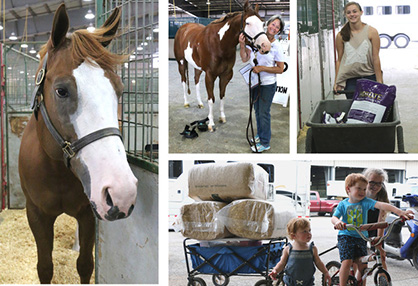 Move in Day Photos- 2017 Pinto World Show