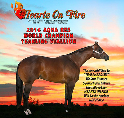 Headley Family Purchases Heartz On Fire, Full Brother to World and Congress Champion Stallion, Rumerz