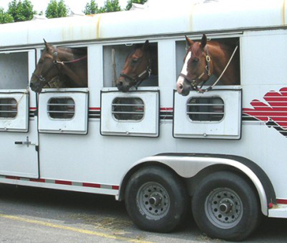 Basic Horse Trailer Safety Tips