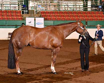 Get a Hot Deal on Your New Horse in the July Internet Auctions