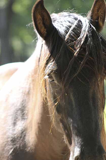 Strange Behavior: Sleep Attacks in Horses