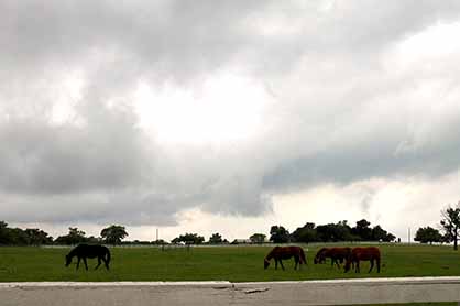 How to Help Horses Affected by Hurricane Harvey