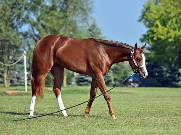 2017 QH Congress Super Sale Catalog Now Online