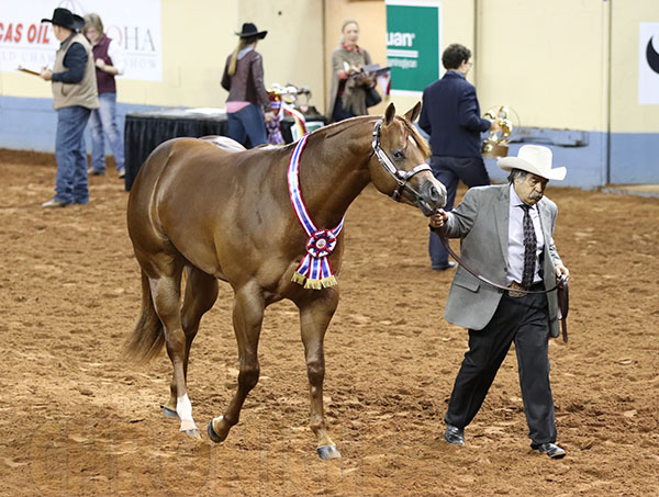 2017 AQHA World- Am. Weanling Colts, Am. Yearling Colts, Am. Performance Mares, Am. Performance Stallions, Am. 2-Year-Old Stallions