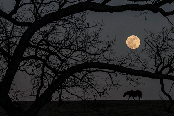 EC Photo of the Day: An Equine Moon!