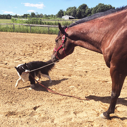 EC Photo of the Day: Barn Dog Edition- Halter Breaking Time!