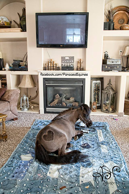 EC Photo of the Day- Horse in the Living Room?