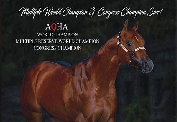 Our Sincerest Condolences Following Passing of AQHA Stallion, Heza Secret Agent