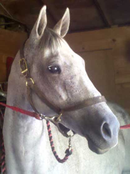 Mare’s Sight Restored With Novel Corneal Edema Surgery