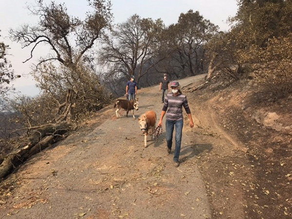 California Wildfires: Lessons Learned, Smoke Inhalation Risks