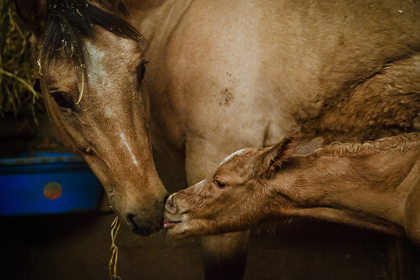 EC Photo of the Day- A Mother’s Love