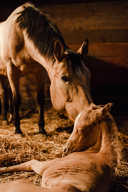 EC Photo of the Day- Fresh Foal