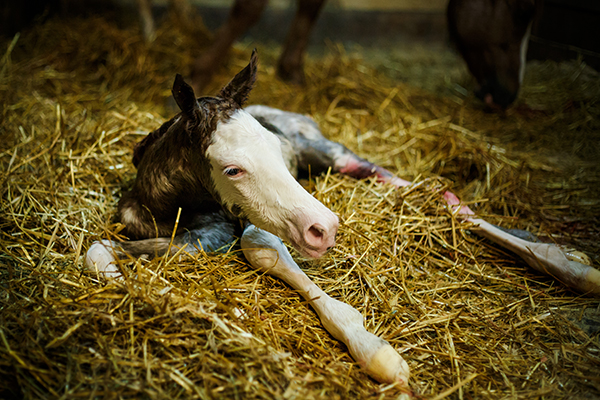 EC Photo of the Day- Fresh Foal
