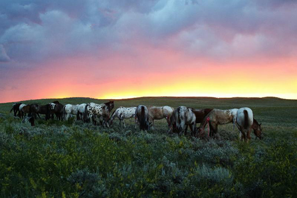 Appaloosa Horse Club to Celebrate History With 54th Annual Chief Joseph Trail Ride