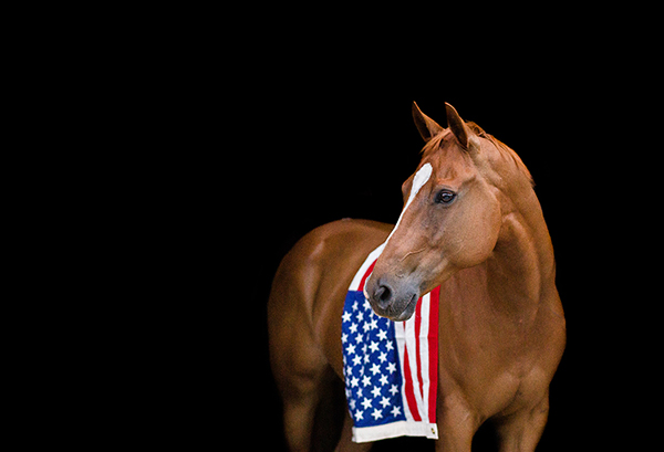 Happy Memorial Day! From The Equine Chronicle