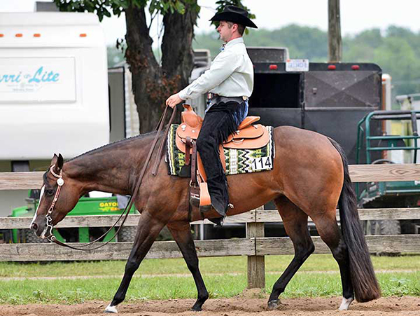 Shop For Your New Horse in June Internet Auctions