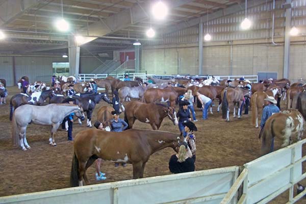 New Classes Added to 2018 Paint Horse Congress