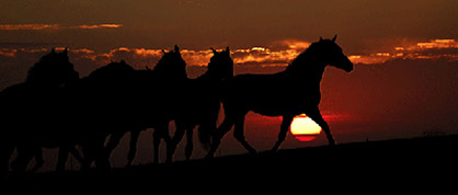 Learn Mountain Horsemanship and Track Mustangs by Horsepacking in the High Sierra and Inyo National Forest