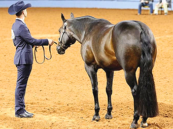 APHA & AQHA Make Changes to Pattern Scoring Systems