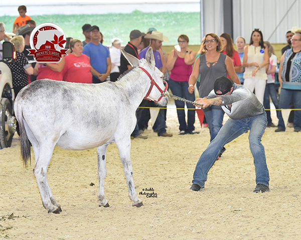 EC Video- Buckeye Classic Donkey Races!