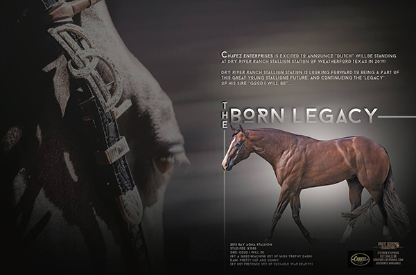 Congress Champion Open Performance Halter Stallion, The Born Legacy, to Stand 2019 Season at Dry River Ranch