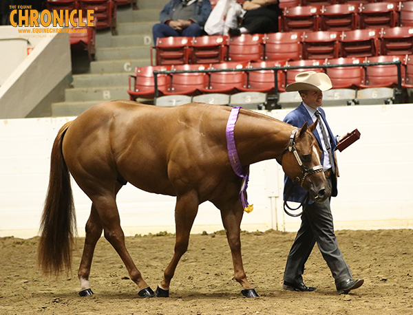 EC TV- 2018 QH Congress- Amateur Grand AND Reserve Champion Amateur Gelding