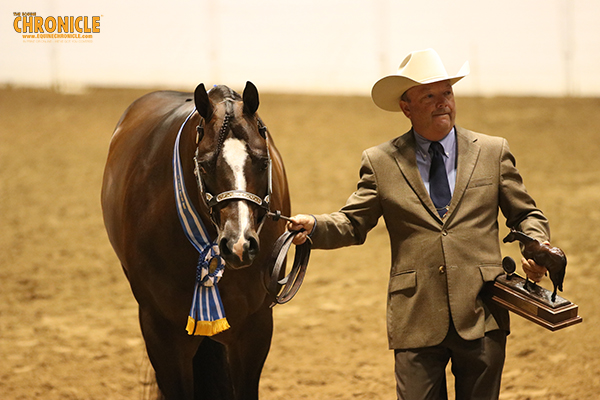 EC Video- 2018 QH Congress- Open Grand Champion Stallion