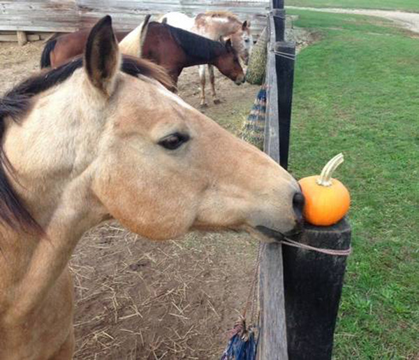 Feeding Pumpkin to Horses