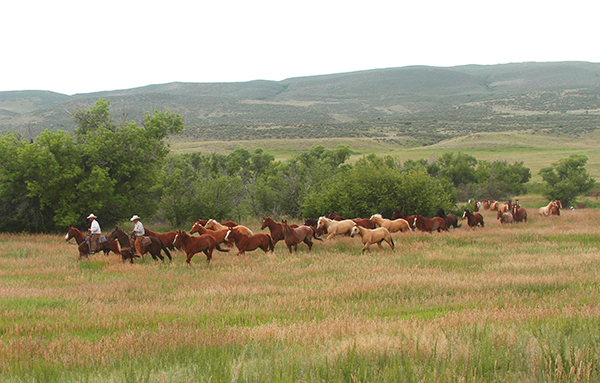 10 Reasons to Own an AQHA Ranching Heritage Bred Horse
