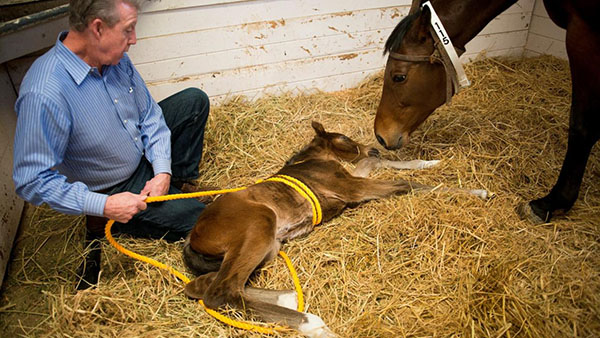 Vets Learn “Madigan Foal Squeeze Technique”