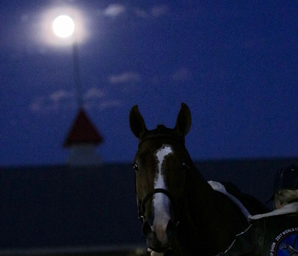 Twas the Night Before Christmas and All Through the Stalls…