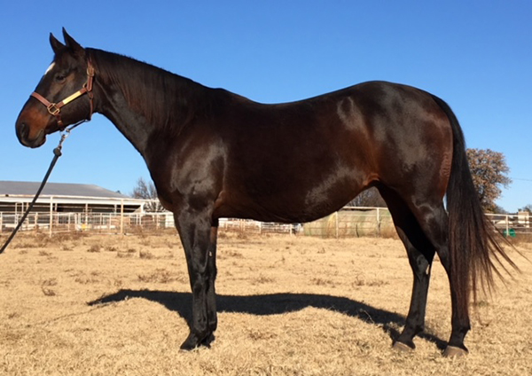 50th Annual Mid Winter Auction- Broodmare Affaire and Dec Internet Auction