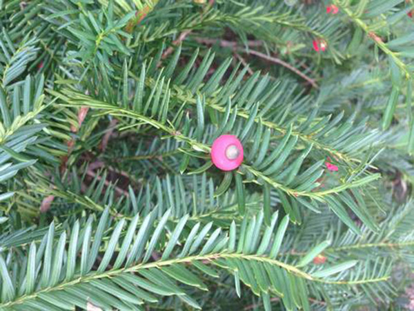 This Holiday Season, Avoid the Evergreen, Yew; Extremely Toxic to Horses
