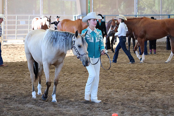 Young Leaders Receive Scholarship Awards in AQHA Young Horse Development Program