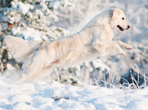 Keep Your Barn Dog Safe During Winter Months