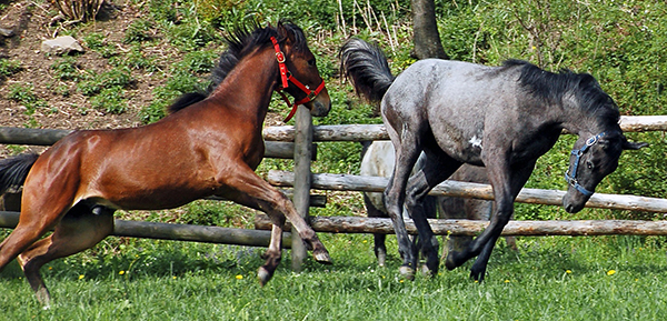 Horse Behavior and Safety Online Course For Teens and Adults