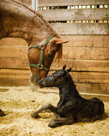 EC Foal Photo of the Day- Severide