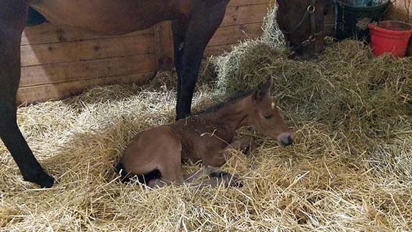 EC Photo of the Day: First Foal of 2019 For Too Sleepy To Zip